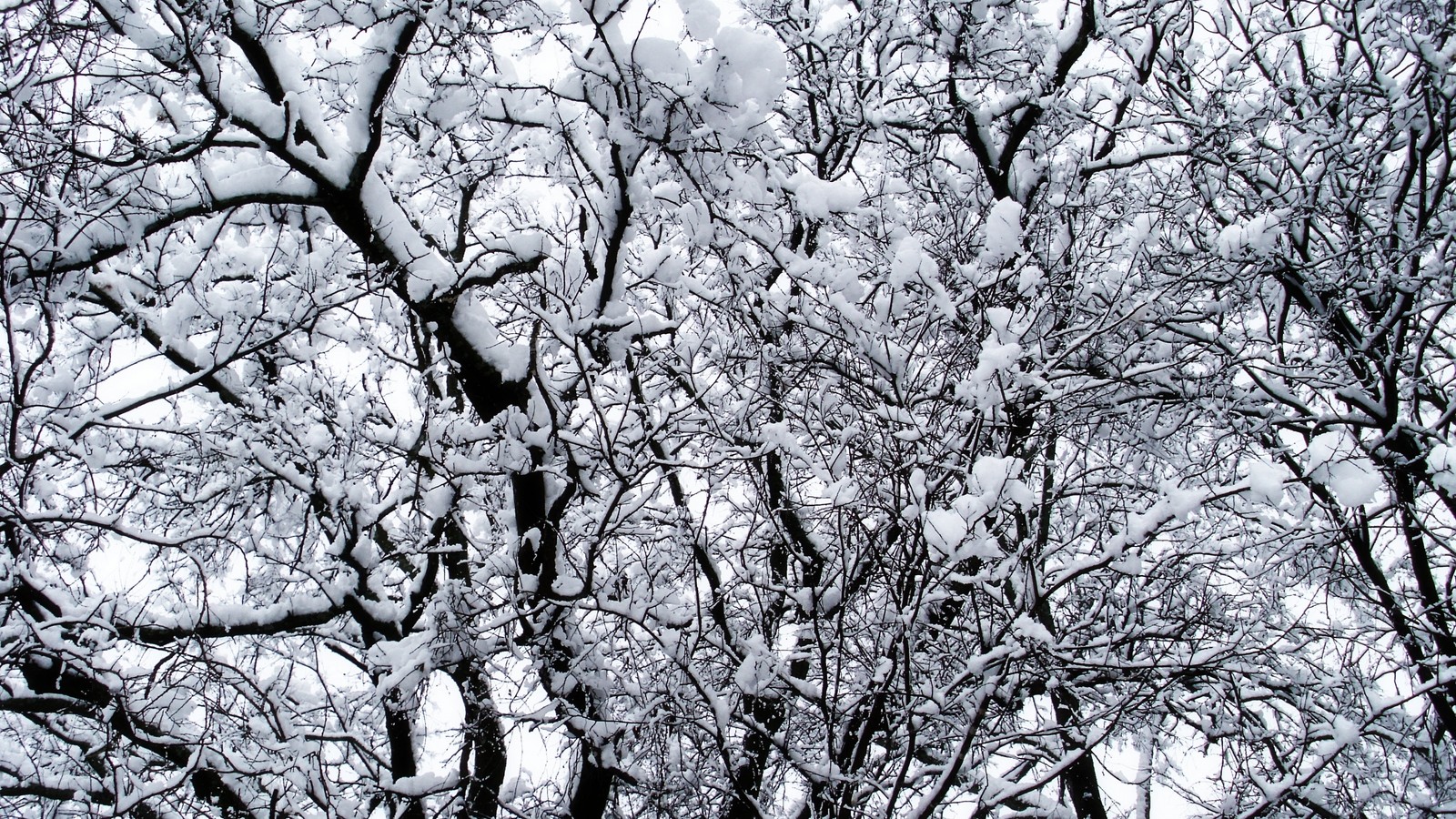 Des amas de neige sur les branches d'un arbre en hiver (arbre, branche, plante ligneuse, brindille, gel)