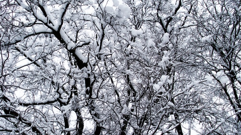 Снежные наросты на ветках дерева зимой (дерево, ветвь, древесное растение, веточка, замораживание)