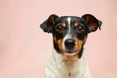 Adorable schwarz-brauner Hund mit ausdrucksvollen Augen vor einem sanften rosa Hintergrund