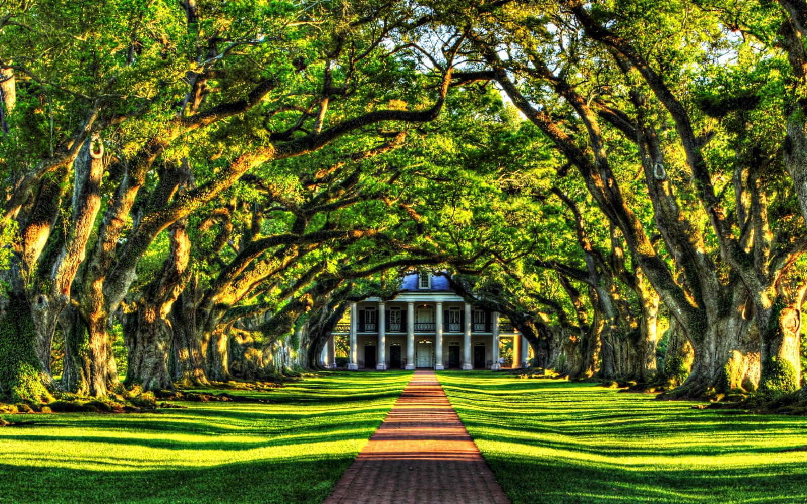 A walkway lined with trees leading to a building (nature, tree, grass, woody plant, plant)