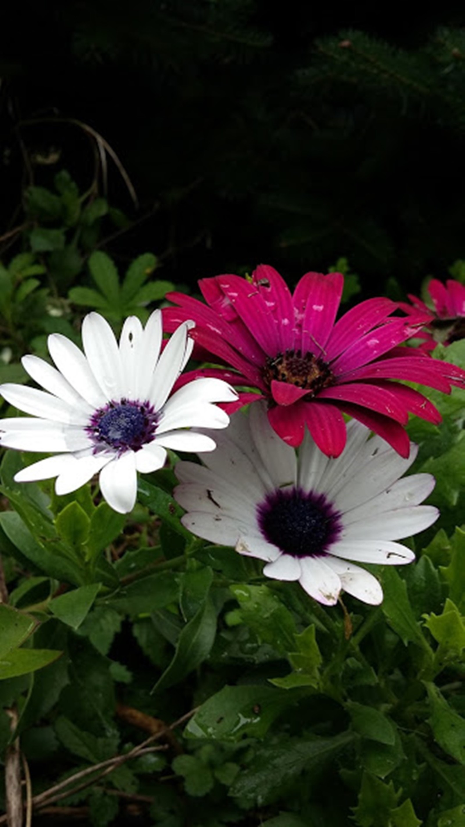 Es gibt zwei weiße und rosa blumen in einem busch (blumen, frühling)