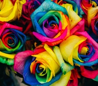 bouquet, colorful, colors, flowers, rose wallpaper