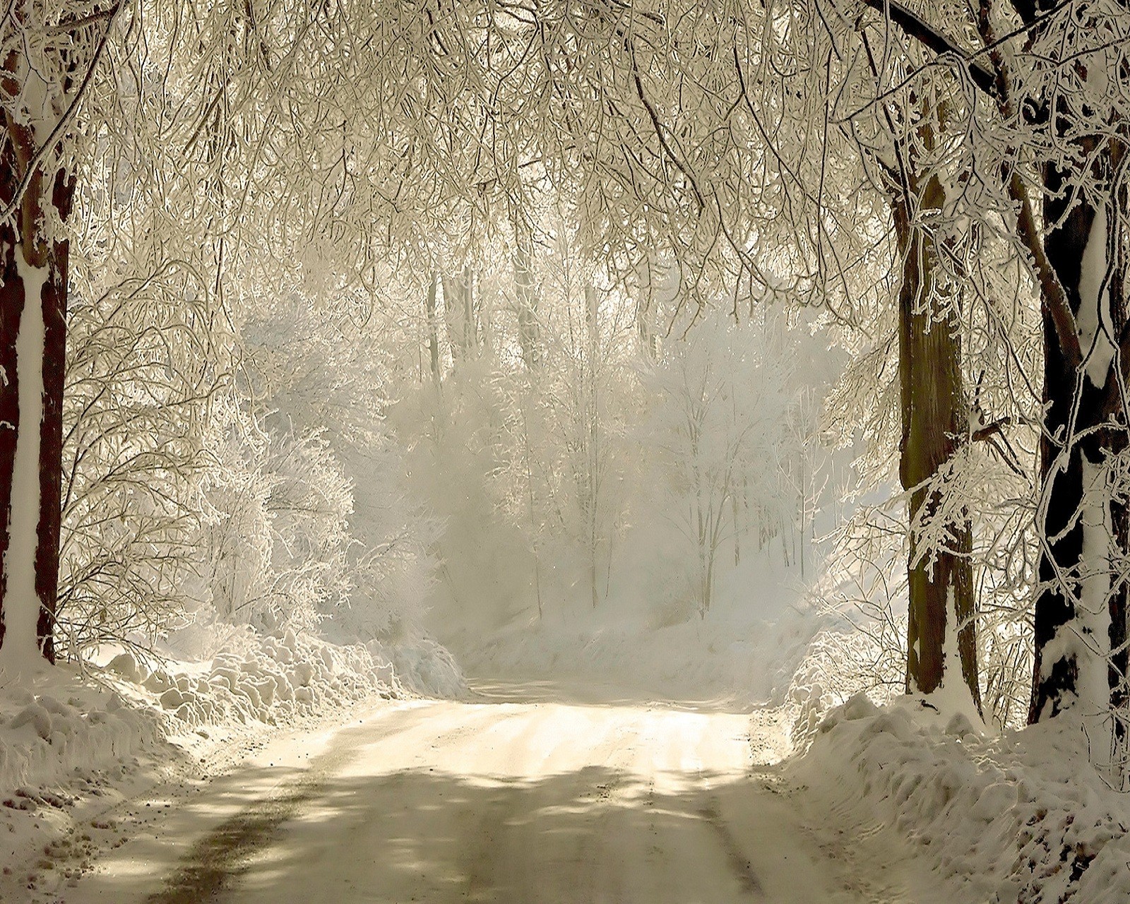 Route enneigée avec des arbres et un sol enneigé au milieu (neige, hiver)