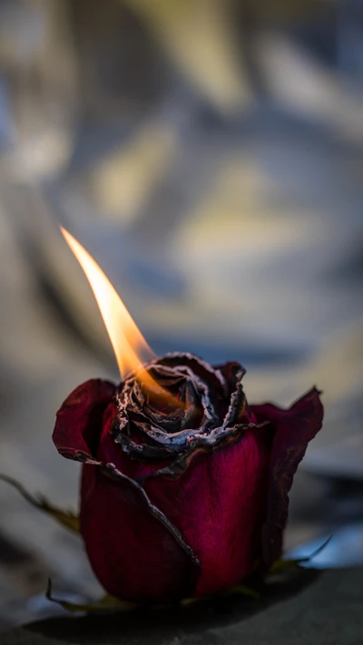 Fiery Elegance: A Burning Red Rose