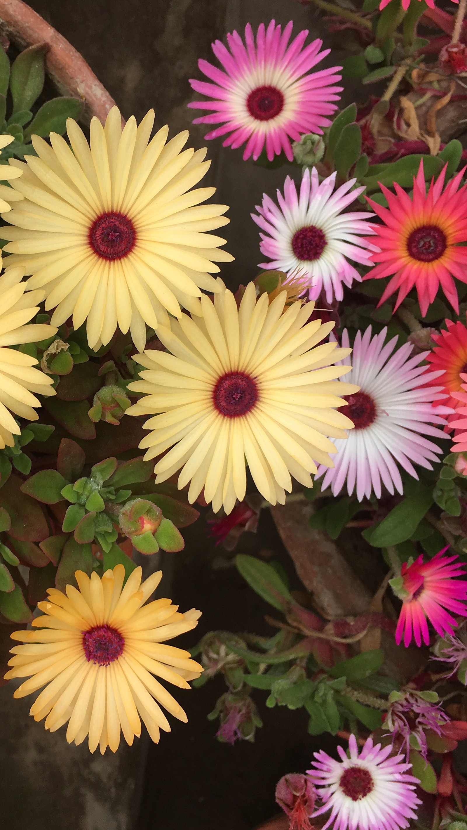 Há muitas flores de diferentes cores em um vaso no chão (hamad, hasan)