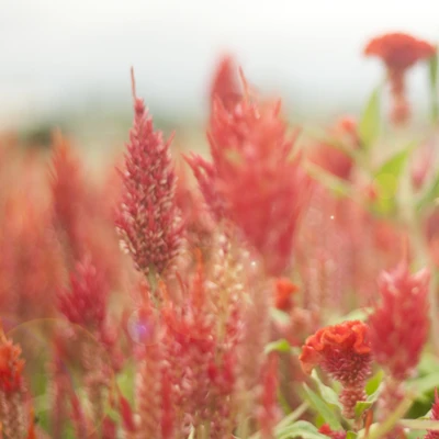 Flores rojas vibrantes de verano en flor