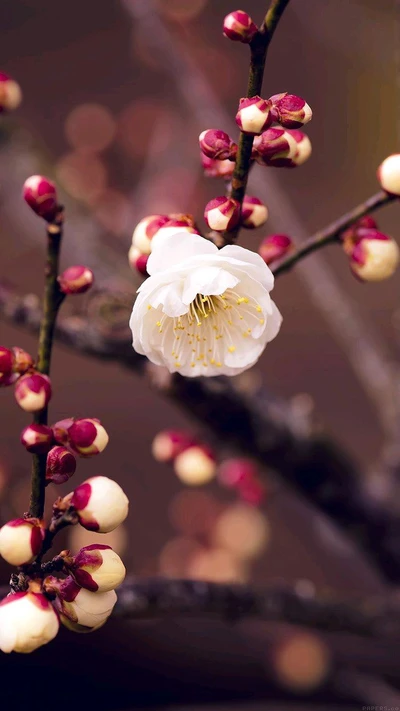 fleur, fleurs, nature, rose