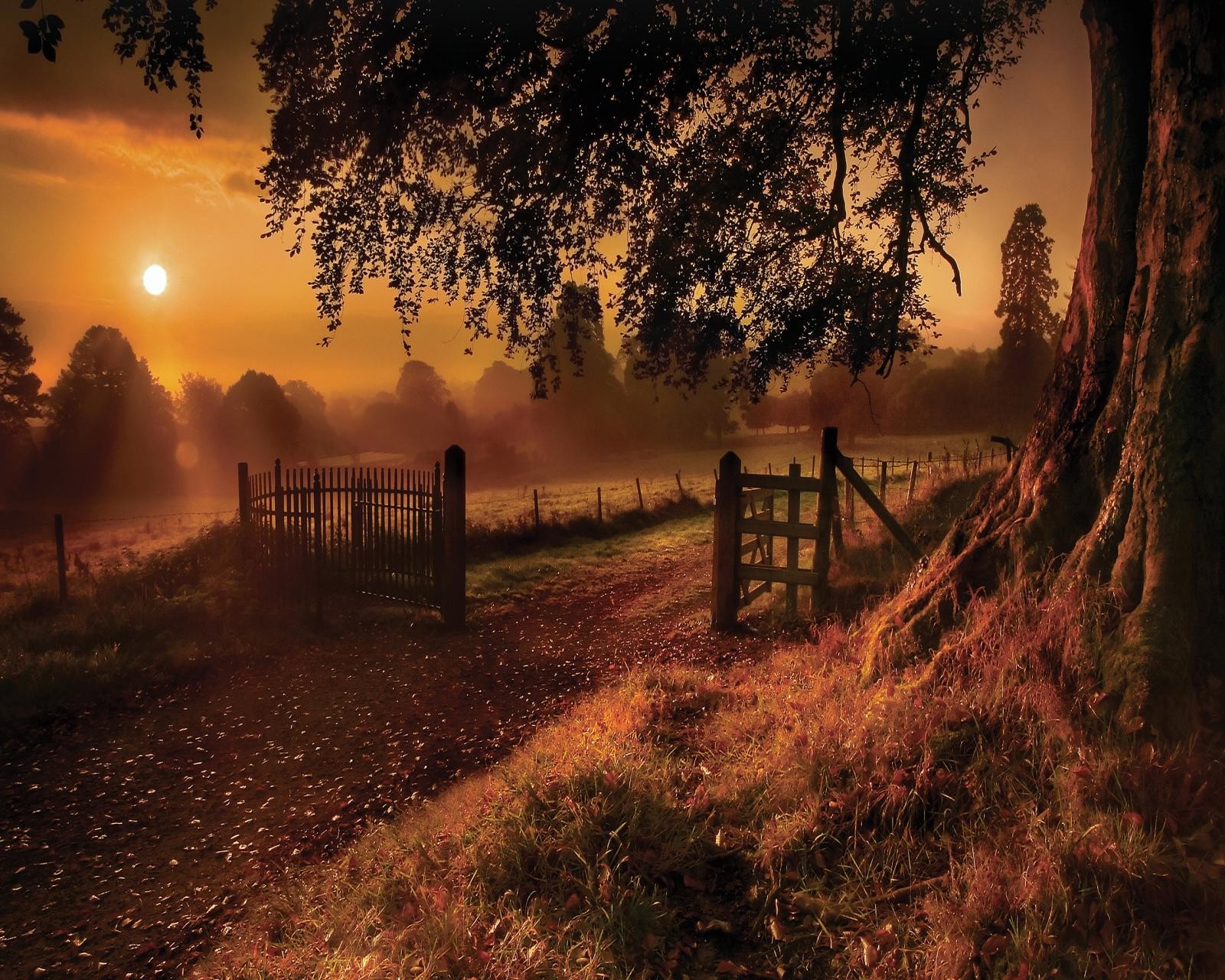 Lade golden, sonnenuntergang, baum Hintergrund herunter