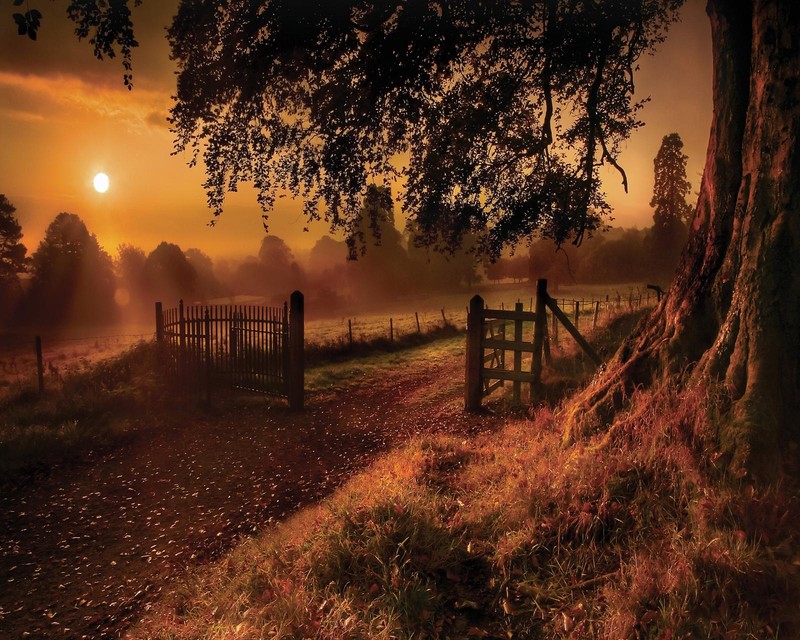 Arafed view of a gate and a tree in a field (golden, sunset, tree)