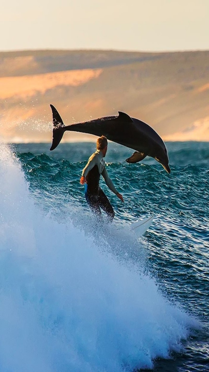 Серфер, катающийся на волне с дельфином, выпрыгивающим из воды (and dolphin, море)