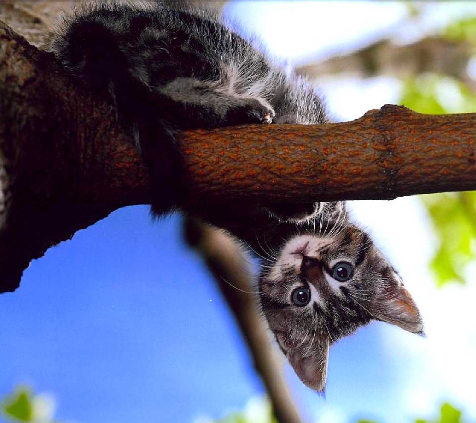 Eine katze hängt kopfüber an einem ast (gato, niedlich)