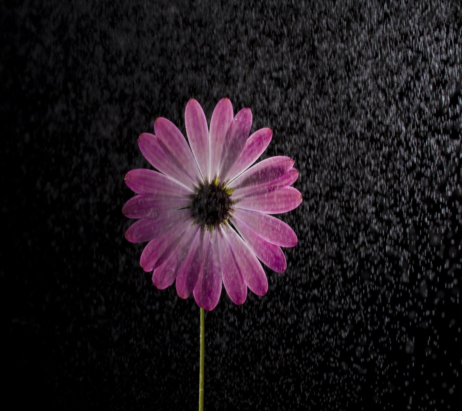 Purple flower in a vase with water droplets on a black background (beautiful, flower)