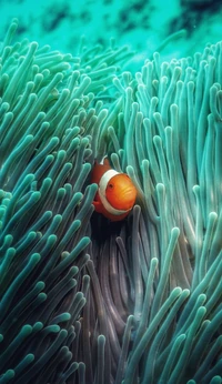 Peixes-palhaço entre anêmonas do mar vibrantes