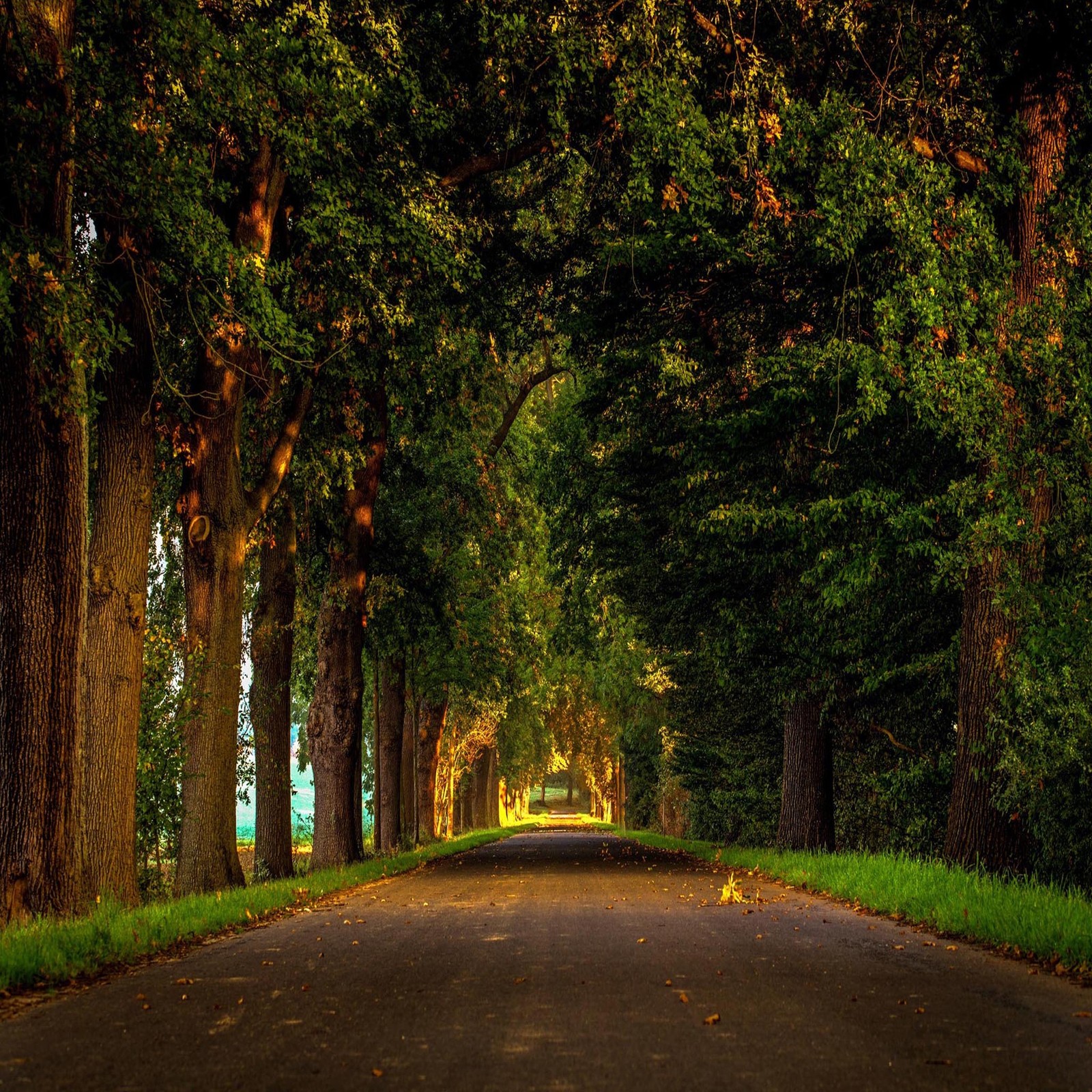 Une vue d'une route bordée d'arbres et d'herbe à côté d'une forêt (beau, mignon, regard, sympa)