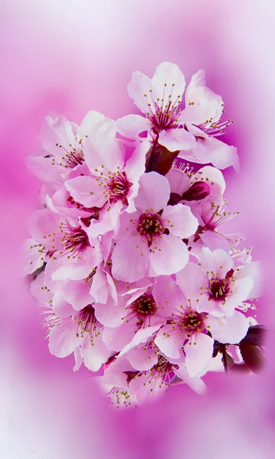 Schöne rosa Sakura-Blüten im Frühling