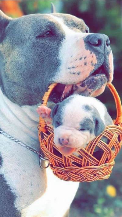 Pit Bull llevando un adorable cachorro en una cesta