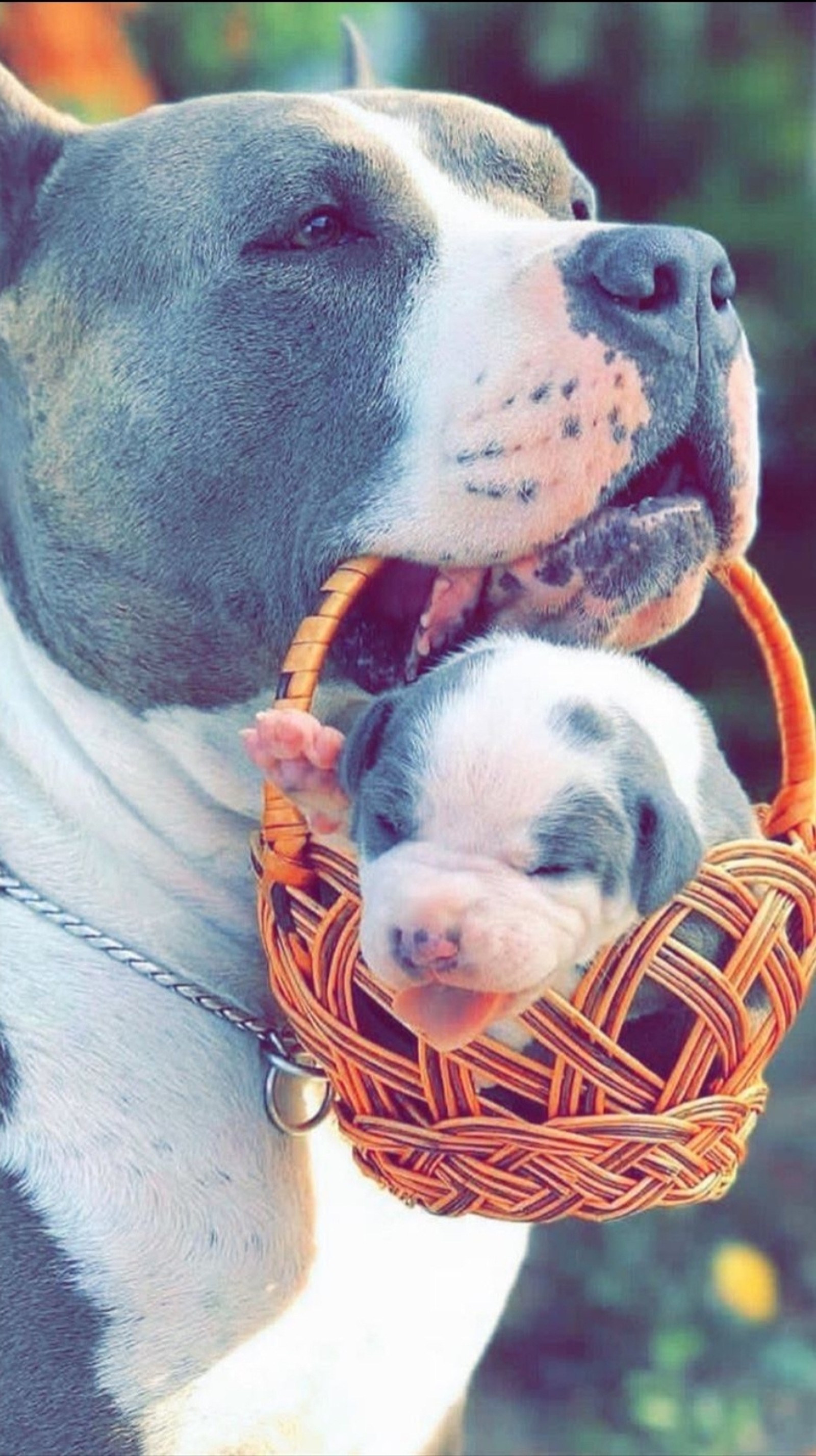 Il y a un chien qui tient un panier avec deux chiots (taureau, chien, chiens, drôle, perro)