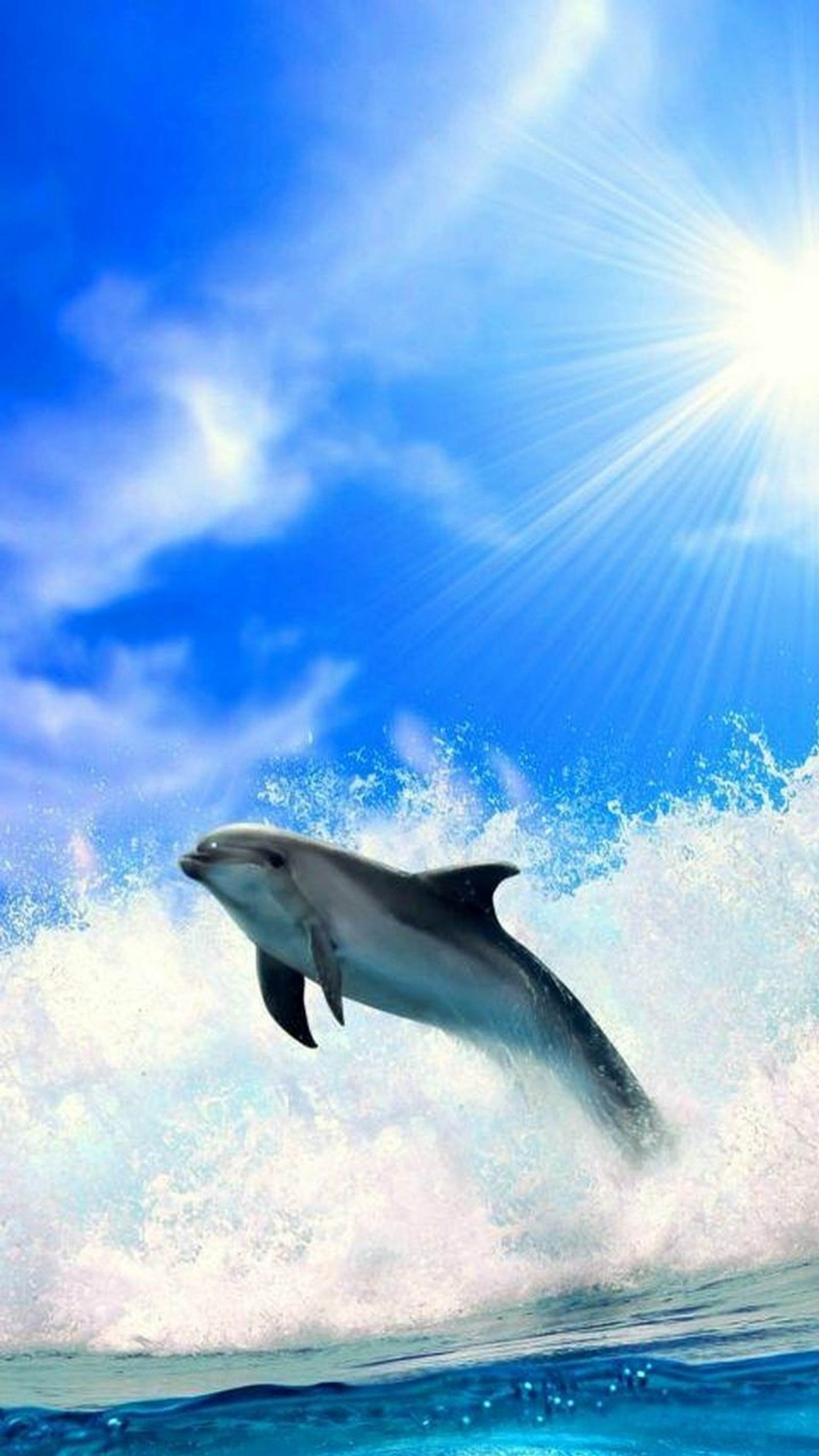 Dolphin jumping out of the water with sun shining in the background (dolphin, ocean, water, waves)