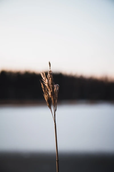 Close-up of a delicate grass stem against a tranquil morning backdrop in Finland.