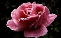 Rosa delicada con gotas de rocío en flor