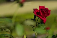 Close-up of a vibrant red cabbage rose blooming amidst lush green leaves.