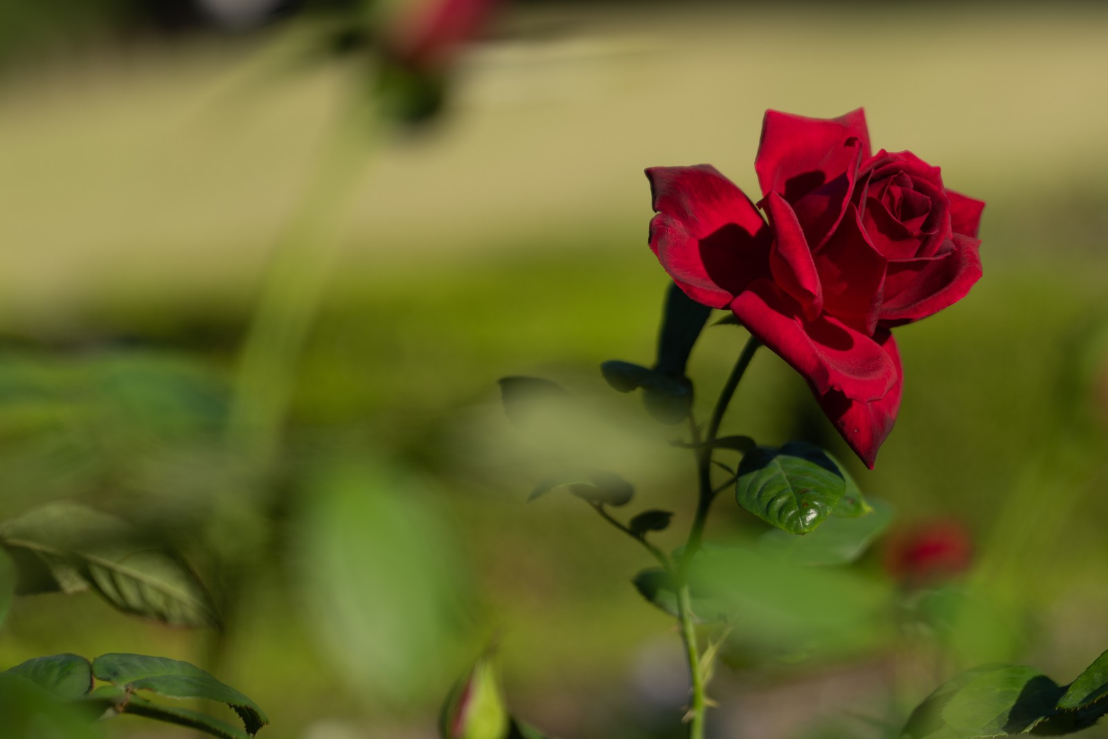 rose, flower, garden roses, flowering plant, red wallpaper