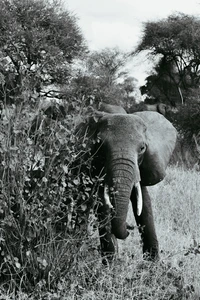 Retrato en blanco y negro de un elefante forrajeando en una reserva natural, rodeado de hierba y arbustos.