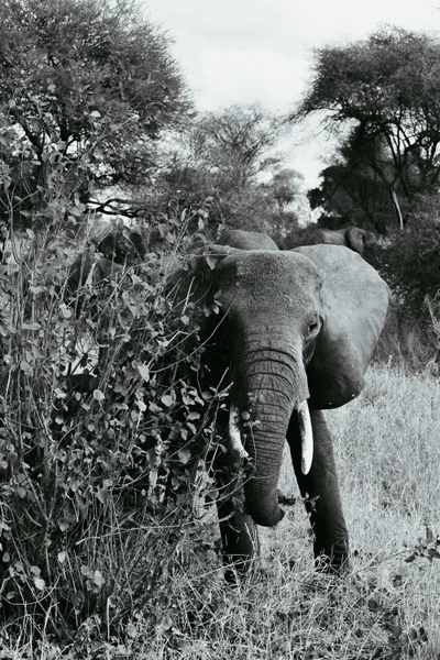 Black and white portrait of an elephant foraging in a nature reserve, surrounded by grass and shrubs.