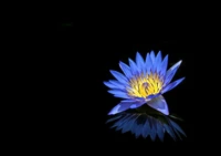 water lily, blue flower, black background, reflection, 5k wallpaper