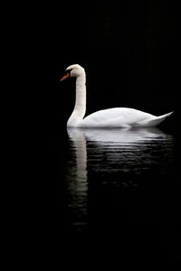 cisne negro, ave, cisne, ave acuática, patos gansos y cisnes