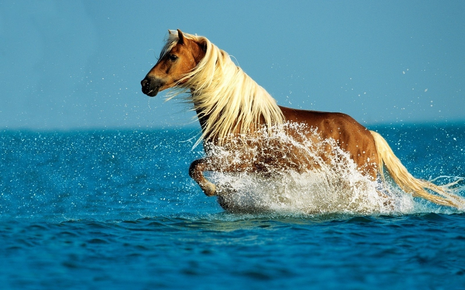 There is a horse that is running through the water (sea, horse, mustang horse, mane, wildlife)