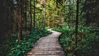 Sentier en bois serein à travers une forêt enchantée