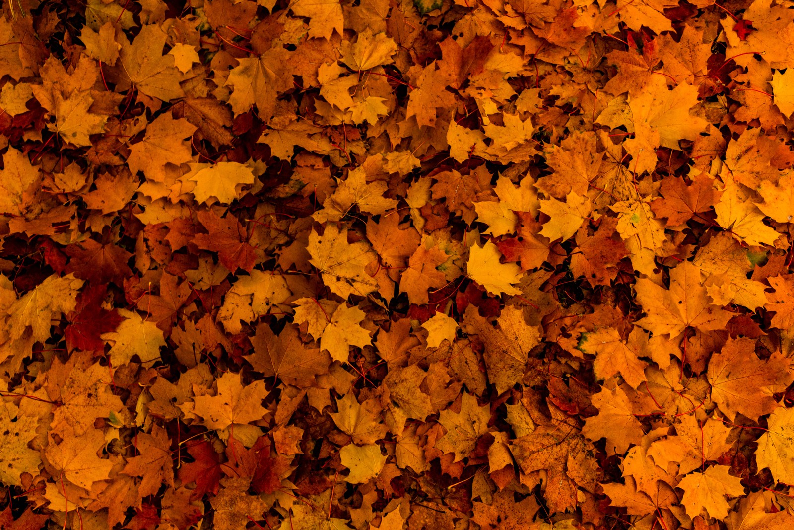 Un gros plan d'un tas de feuilles sur le sol (feuilles tombées, automne, feuilles dérable, texture, feuillage)