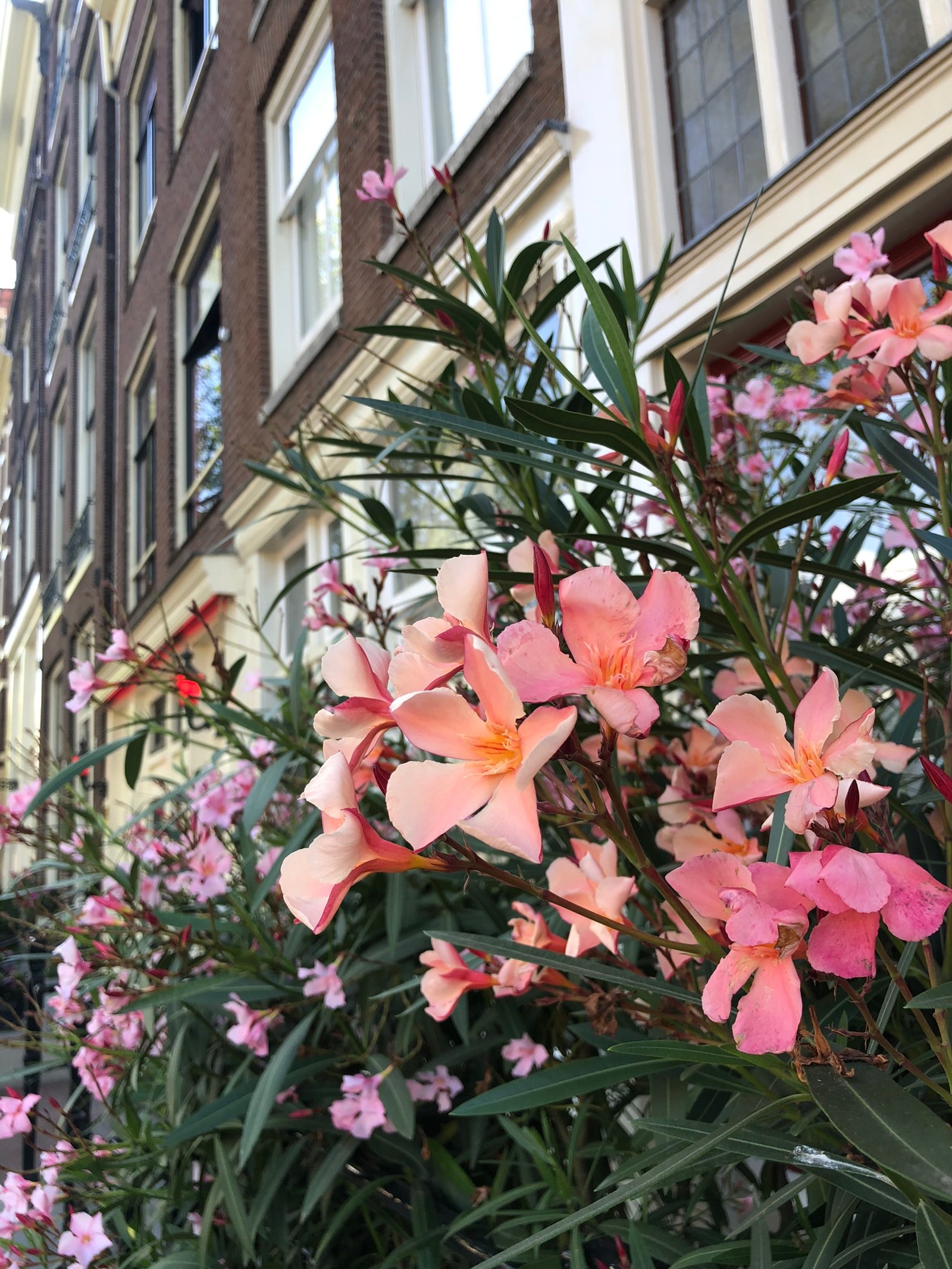 Des fleurs au premier plan d'une rangée de bâtiments (fleur, plante à fleurs, physique, biologie, science)