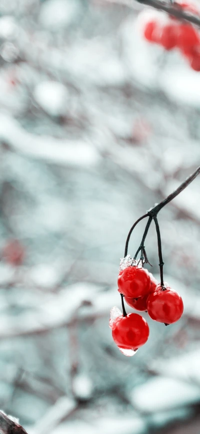 Gefrorene rote Beeren an einem schneebedeckten Zweig