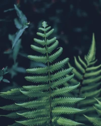 Elegant Green Fern Fronds in Lush Vegetation