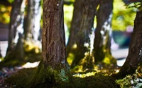 Sunlit Tree Trunks in a Serene Woodland