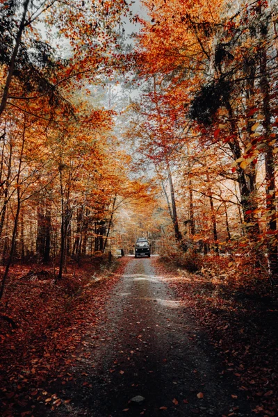 Herbstweg durch einen lebhaften Wald