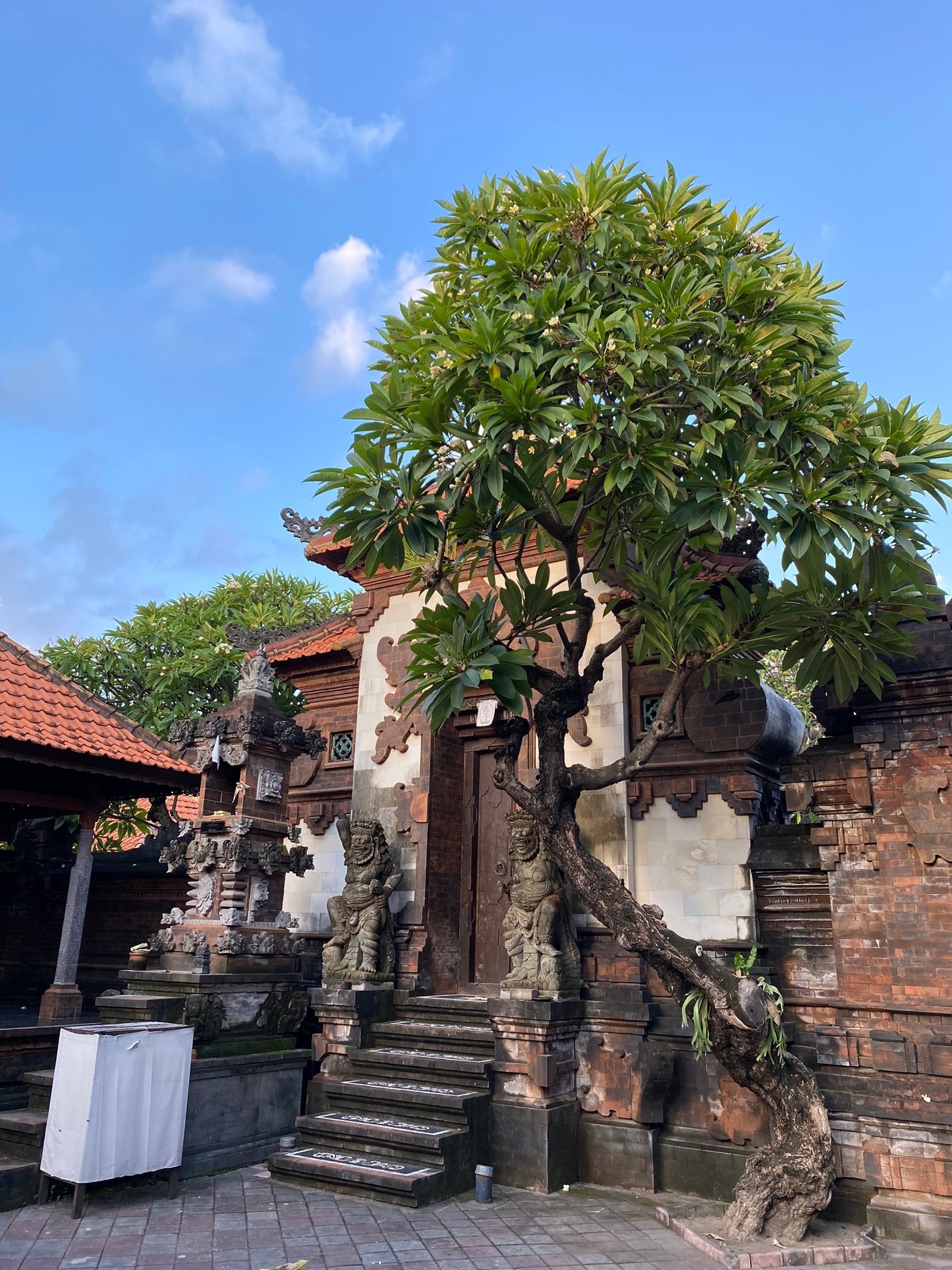 Дерево, растущее из здания (бали, bali, дерево, лестница, древесное растение)