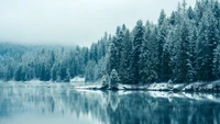 forest, snow, winter, pine, nature wallpaper