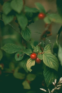 Vibrant red rose hips nestled among lush green leaves.