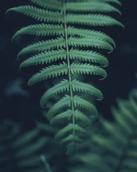 Lush Green Ostrich Fern Leaf Against a Dark Background