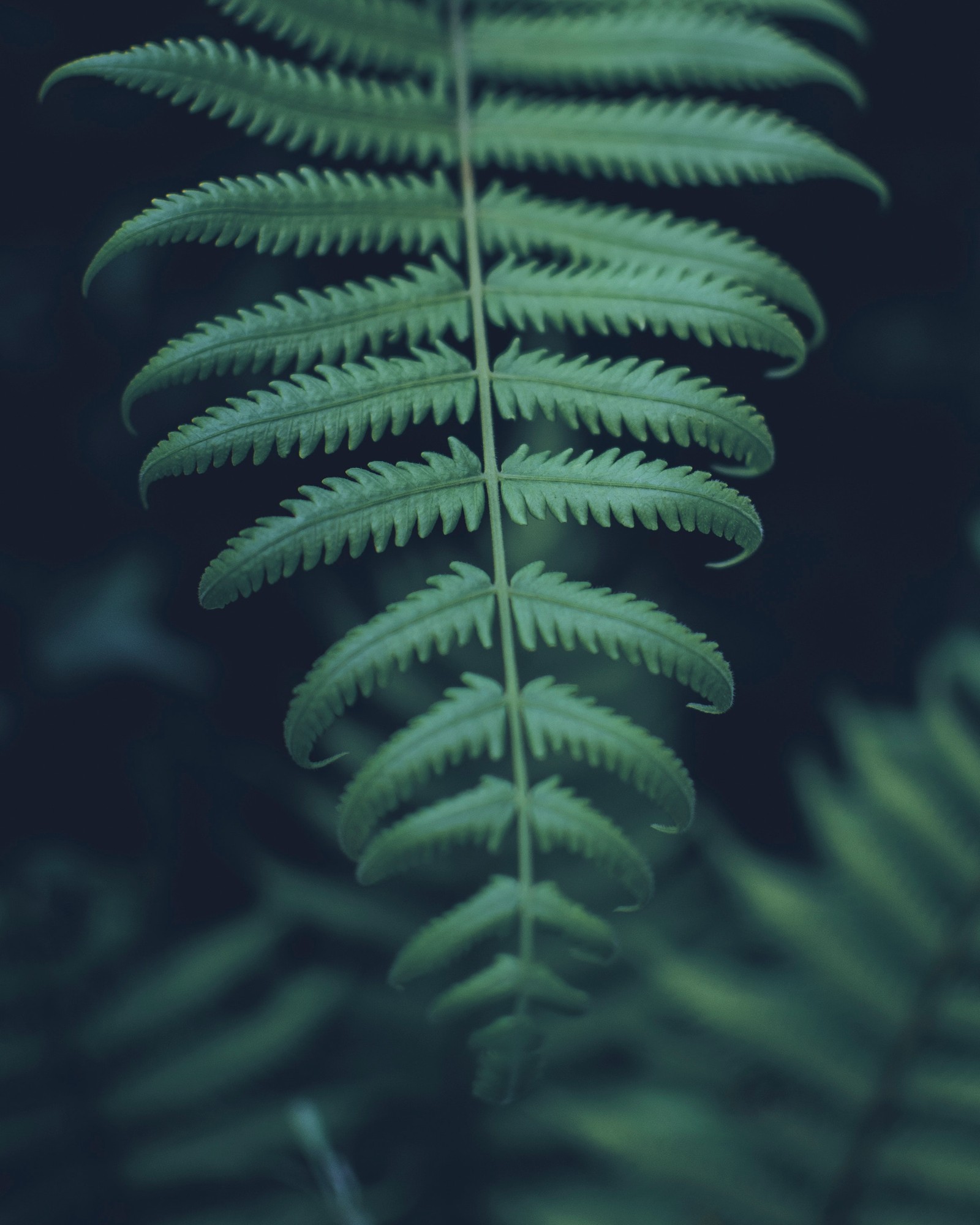 A close up of a fern leaf with a dark background (terrestrial plant, green, vegetation, leaf, ferns and horsetails)