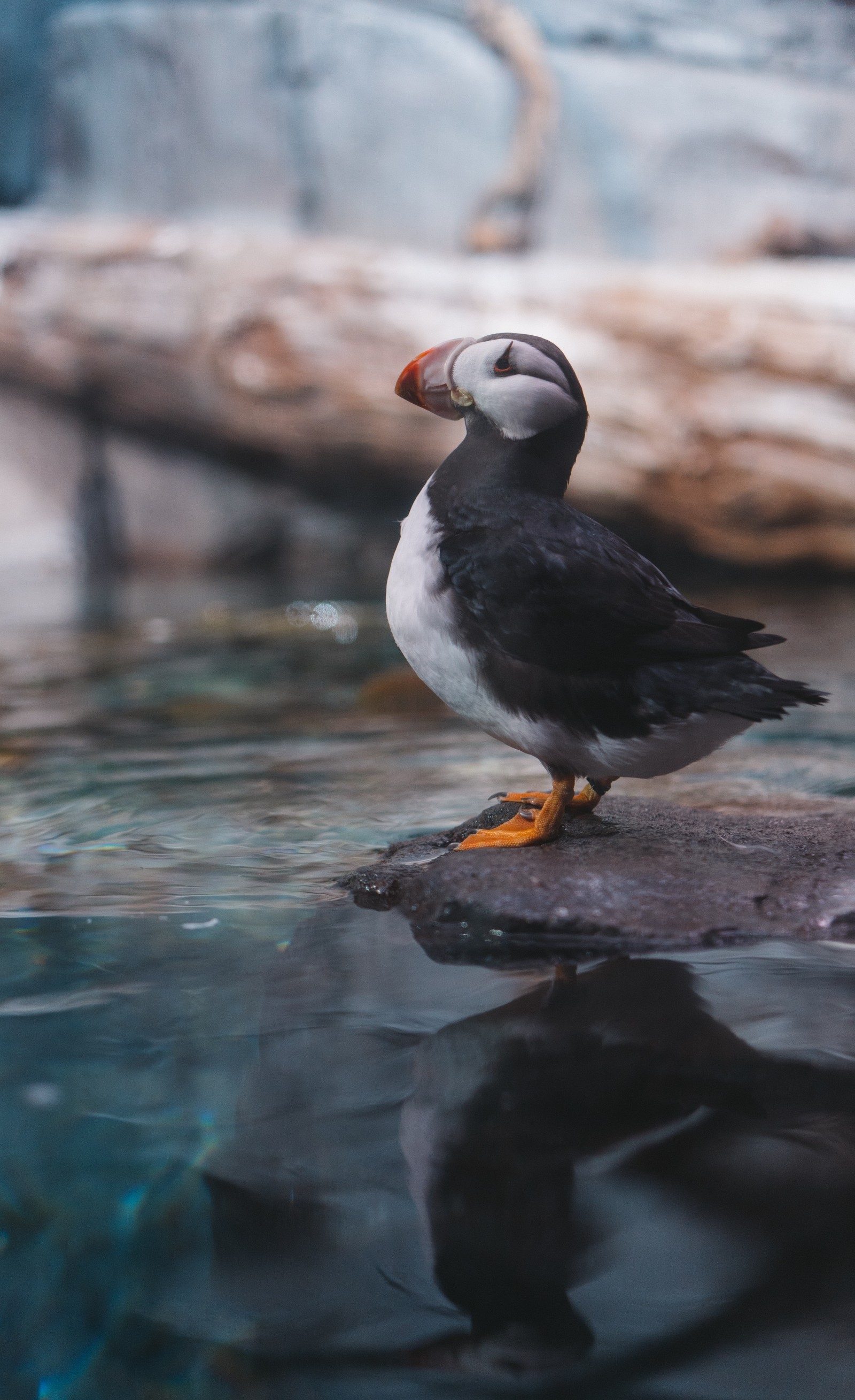 There is a bird that is standing on a rock in the water (atlantic puffin, beak, bird, puffin, seabird)