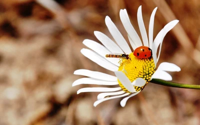 Borboleta e joaninha em uma pétala comum de margarida