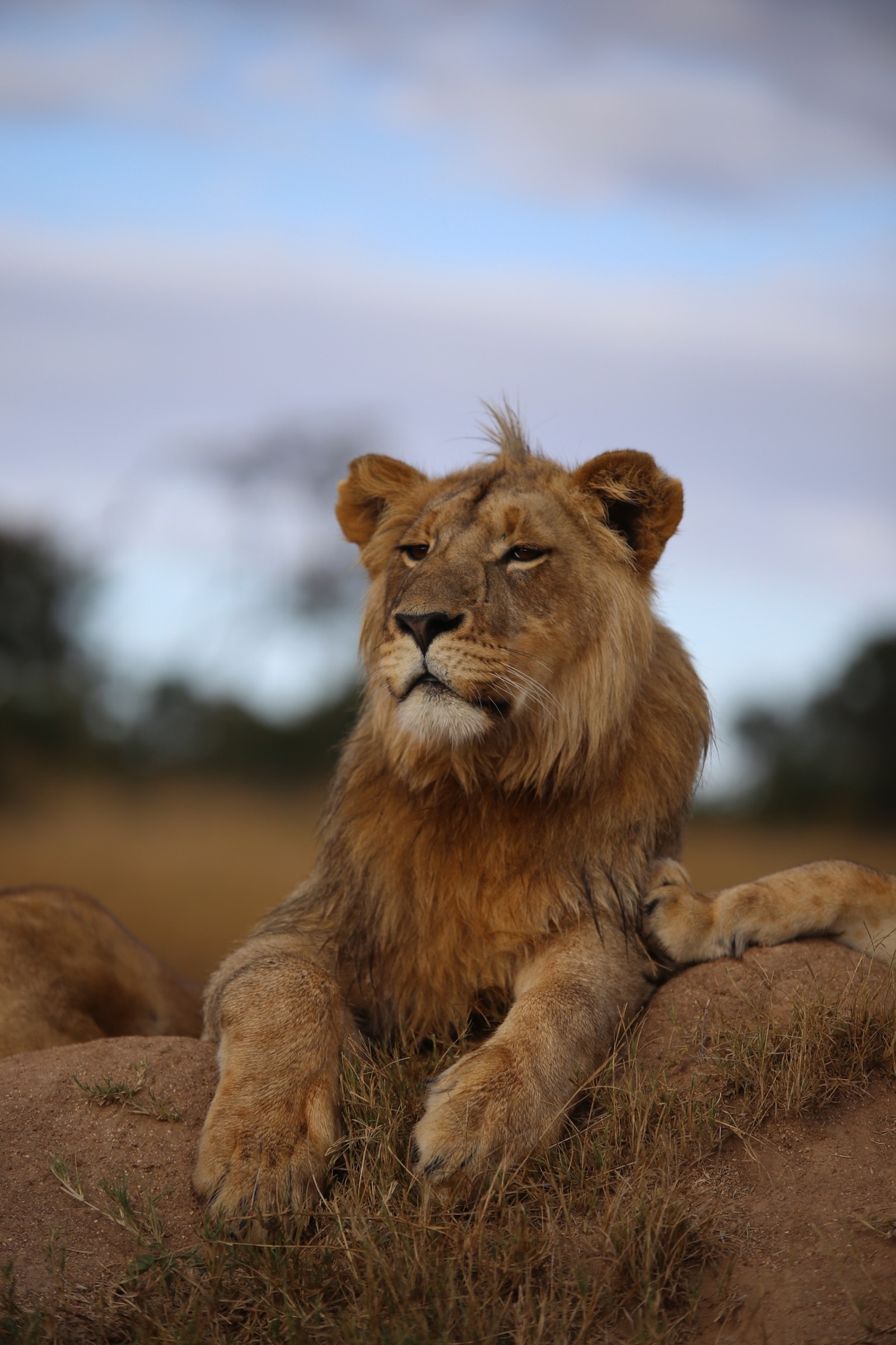 Il y a un lion qui est allongé sur le sol (le lion, faune, animal terrestre, felidae, lion massaï)