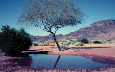 nature, arbre, eau, réflexion, sauvage