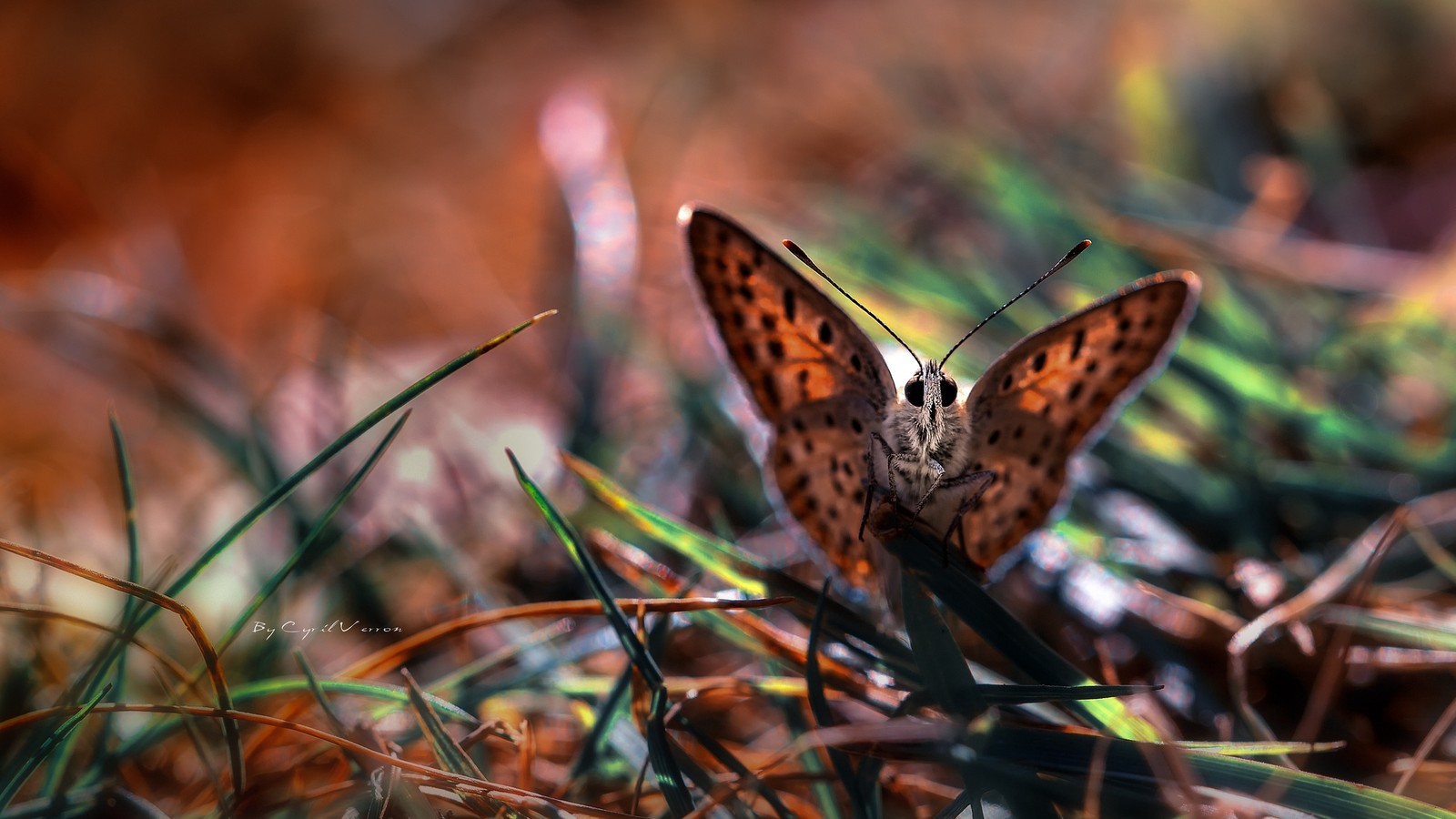 Un papillon est assis dans l'herbe (insecte, papillon, papillons de nuit et papillons, invertébré, faune)