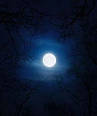 Lune pleine illuminée à travers des arbres nus dans un ciel nocturne froid