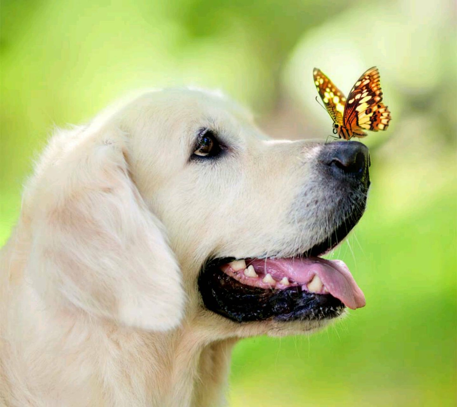 Hay un perro con una mariposa en la cabeza (mariposa, perro)